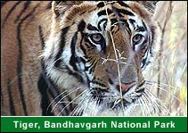Tiger, Bandhavgarh National Park, Bandhavgarh Travel Guide