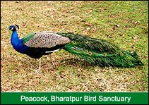 Peacock, Bharatpur Bird Sanctuary, Bharatpur Travel Package