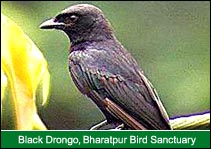 Black Drongo, Bharatpur Bird Sanctuary, Bharatpur Travel Guide