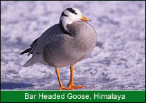 Bar Headed Goose - Himalaya, Birding in India  