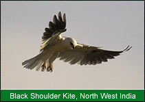 Black Shoulder Kite - North West India, Birding In India    
