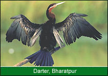 Darter - Bharatpur, Birding in India 