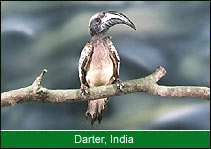 Darter, India Birding 
