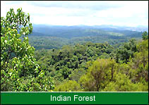 Indian Forest, Habitat & Bird Species 