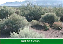 Indian Scrub, Indian Bird Habitat