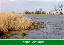 Indian Wetland, Indian Bird Habitat