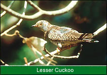 Lesser Cuckoo, Bird Habitat India
