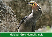 Malabar Grey Hornbill, Bird Watching India  