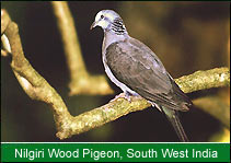 Nilgiri Wood Pigeon - South West India, Birding In India   