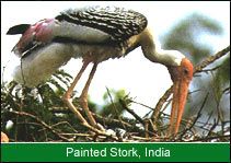 Painted Stork, Bird Watching India  