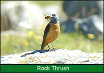 Rock Thrush, Bird Habitat India