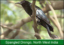 Spangled Drongo - North West India, Birding In India   