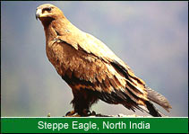 Stppe Eagle - North India, Birding In India   