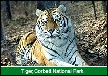 Tiger, Corbett National Park, Corbett Travel Guide