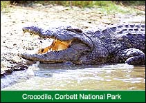 Crocodile, Corbett National Park, Corbett Travel Agent
