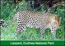 Leopard, Dudhwa National Park, Dudhwa Travel & Tours
