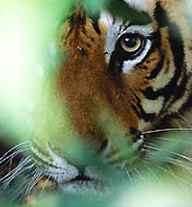 Tiger - Bandhavgarh National Park, Wildlife Tour India, India Wildlife Tour, Tiger Tour India   