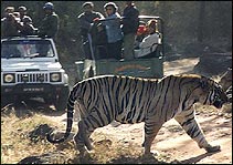 Kanha National Park Tiger Reserve - Tiger Safari Tour of India