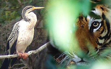 Darter - Bharatpur, Bird Tour India, Indian Birding Tour, Birding Tour India