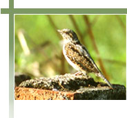Bird - Bharatpur, Bird Tour India, Indian Birding Tour, Bird Watching Tour  