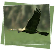 Darter - Bharatpur Bird Sanctuary, Wildlife Parks &  Sanctuaries   