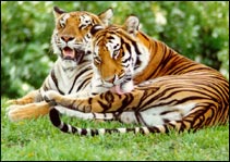 Ranthambhore Tiger Reserve Vacation