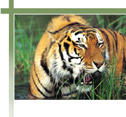 Tiger - Bandhavgarh National Park, Wildlife Parks India 