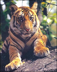 Tiger - Corbett National Park, Wildlife Tours India, Tiger Tours India   