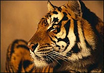Ranthambhore Tiger Reserve - Tiger Safari Tour of India
