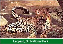 Leopard, Gir National Park, Gir Travel Guide