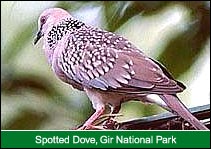 Spotted Dove, Gir National Park, Gir Tours & Travels