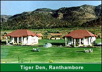 Tiger Den Ranthambore