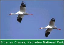 Siberian Cranes, Keoladeo National Park - Bharatpur