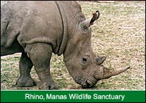 Rhino, Manas Wildlife Sanctuary, Manas Vacation Packages