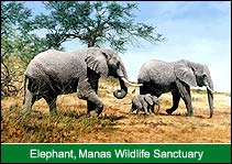 Elephant, Manas Wildlife Sanctuary, Manas Travel Guide
