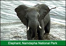 Elephant, Namdapha National Park, Namdapha Travel Agent