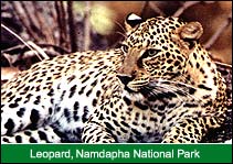 Leopard, Namdapha National Park, Namdapha Travel Guide
