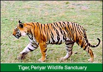 Tiger, Periyar Wildlife Sanctuary, Periyar Vacation Tours