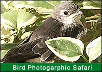 Bird Photographic Safari