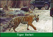 Tiger Safari 
