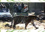 Photographic Safari In India