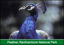 Peafowl, Ranthambore National Park, Ranthambore Vacation Packages