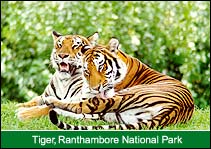 Tiger, Ranthambore National Park, Ranthambore Tours & Travels
