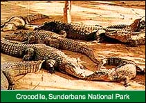 Crocodile, Sunderban National Park, Sunderban Travel Guide