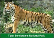 Tiger, Sunderbans National Park, Sunderban Travel Guide