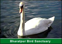 Bharatpur Bird Sanctuary, Bharatput Vacation Tours