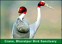 Crane, Bharatpur Bird Sanctuary, Bharatpur Travel Guide