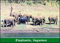 Elephant, Vagamon Travel & Tours