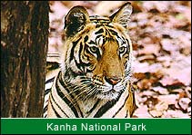 Tiger Kanha National Park, Kanha Vacation Tours