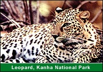 Leopard, Kanha National Park, Kanha Tours & Travel